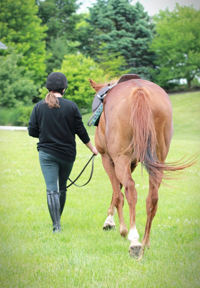 Hind Gait abnormities