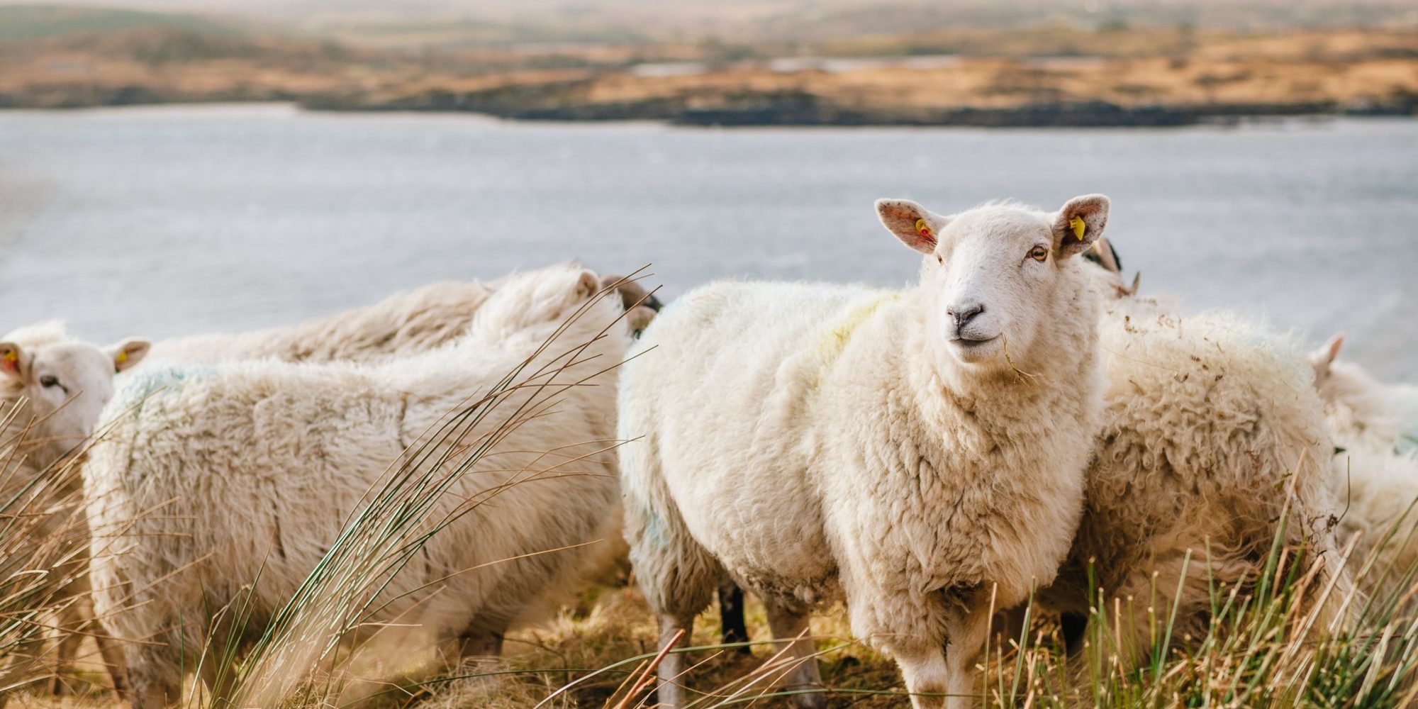 white sheep on brown grass field near body of water during daytime