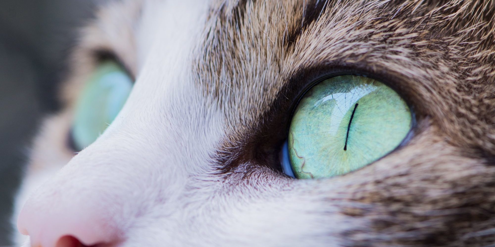 Photo by Antonio Lapa close up photo of cat