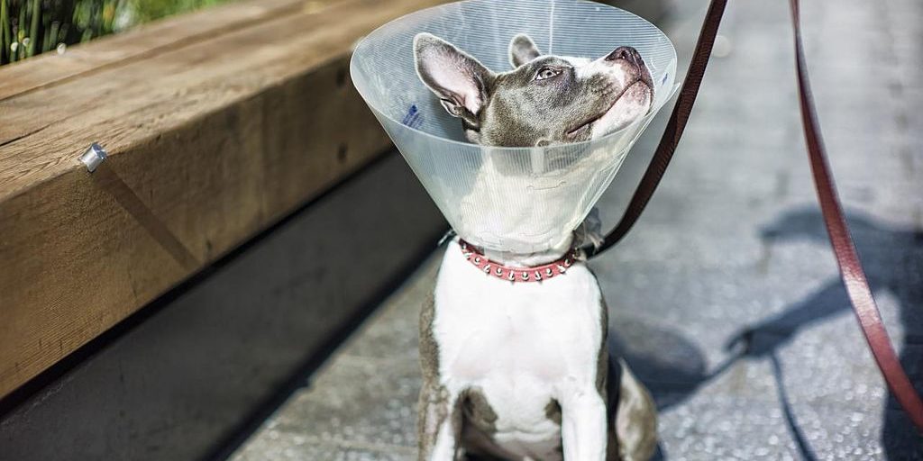 Pet Insurance