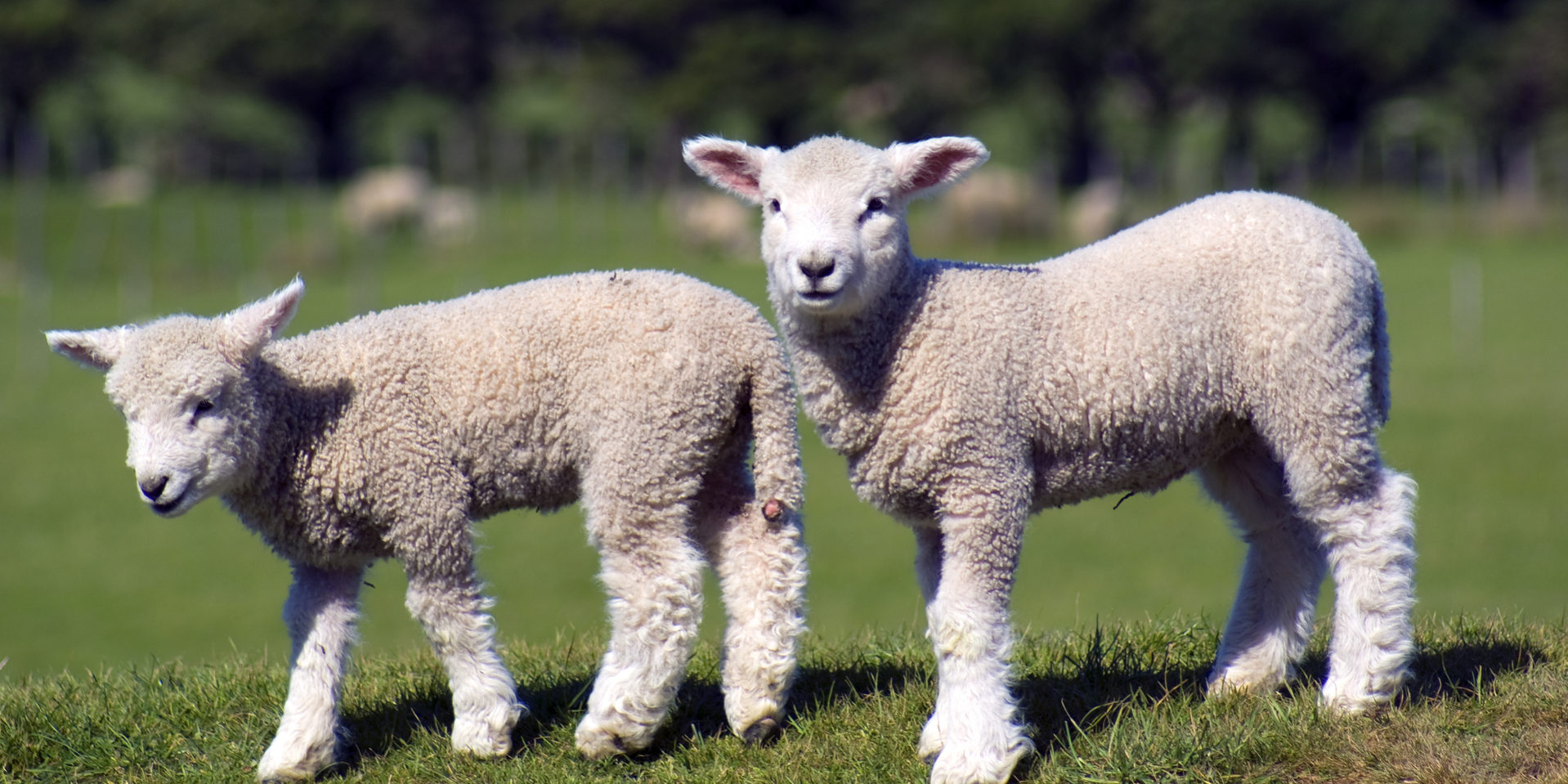 Orphan Lambs and Lamb Rearing- Best practice