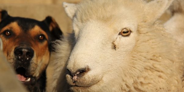 Thinking about purchasing a new working dog? Jess Nielson