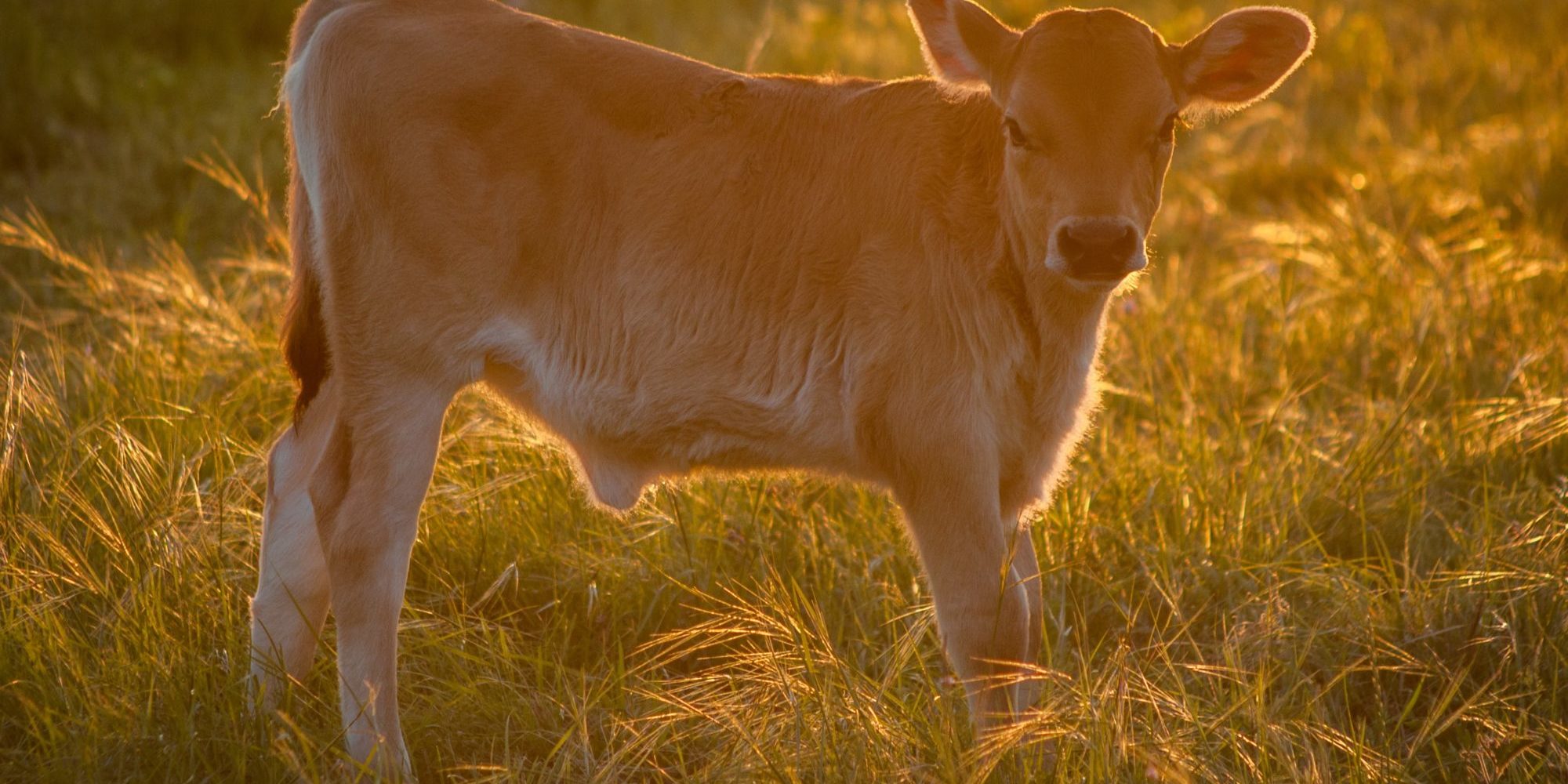 brown cattle on green grass at daytime