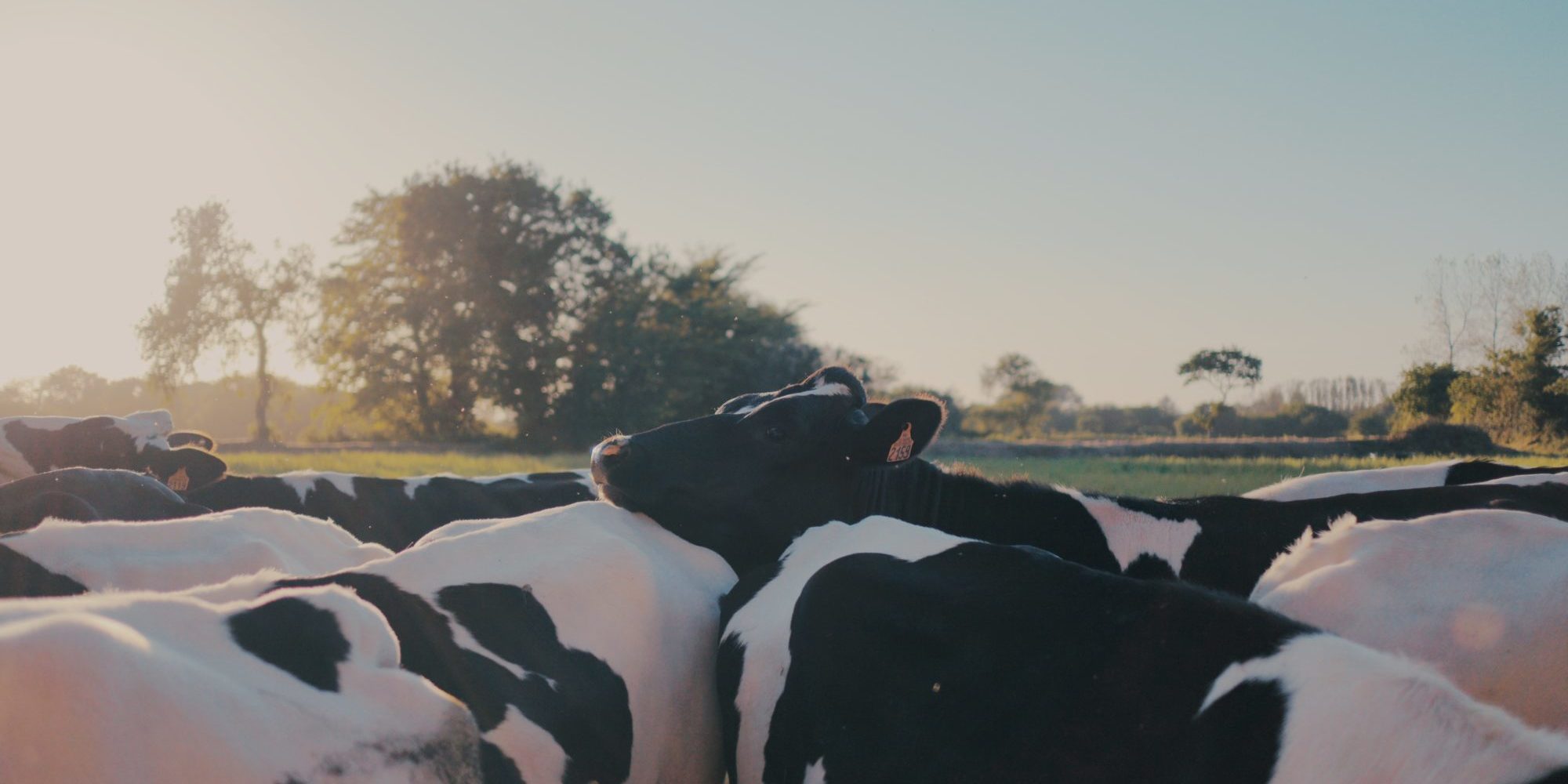 Photo by Erwan Hesry black and white cow on green grass field during daytime