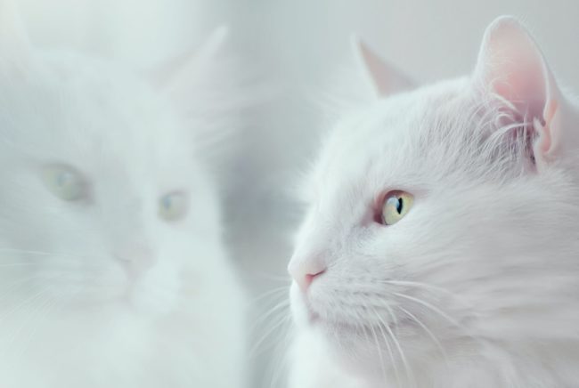 white cat