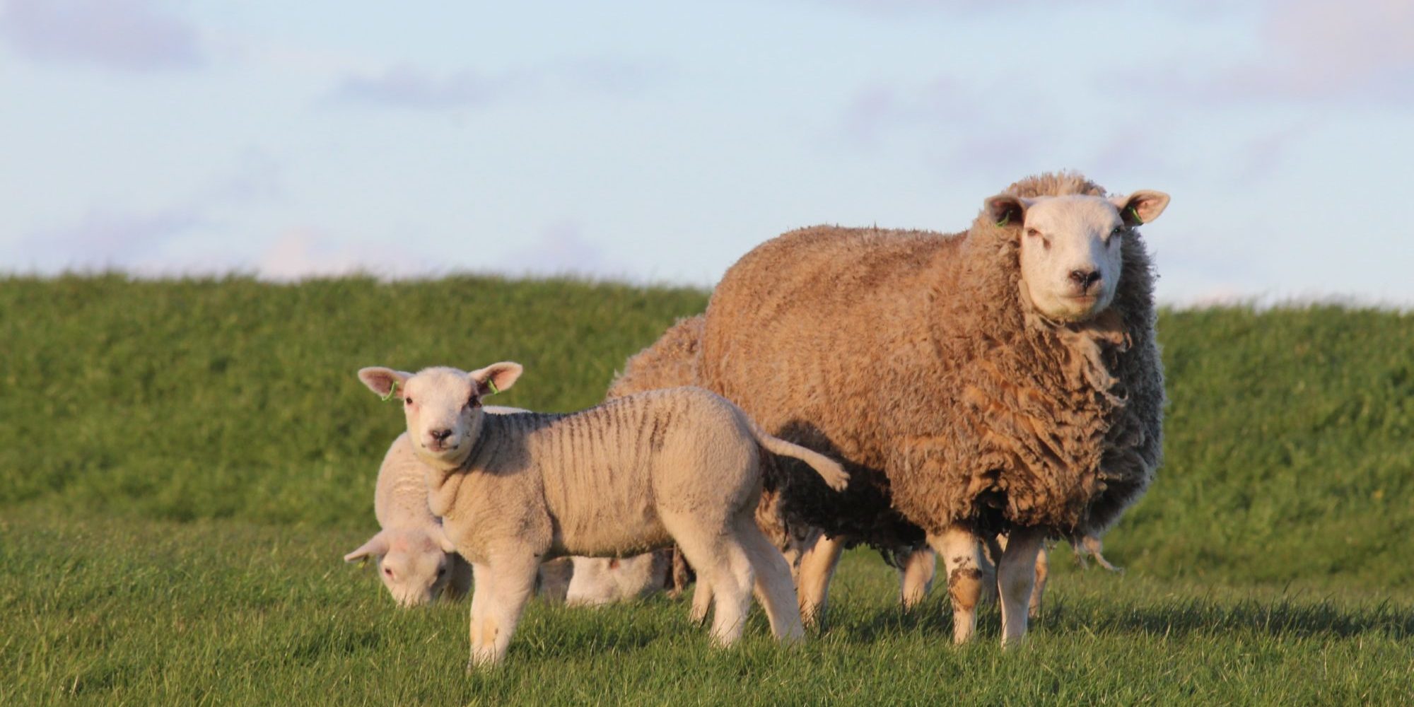 three brown sheep on grass land