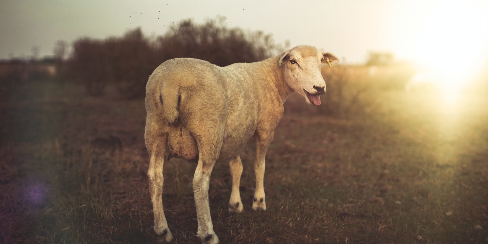 brown lamb standing on grass