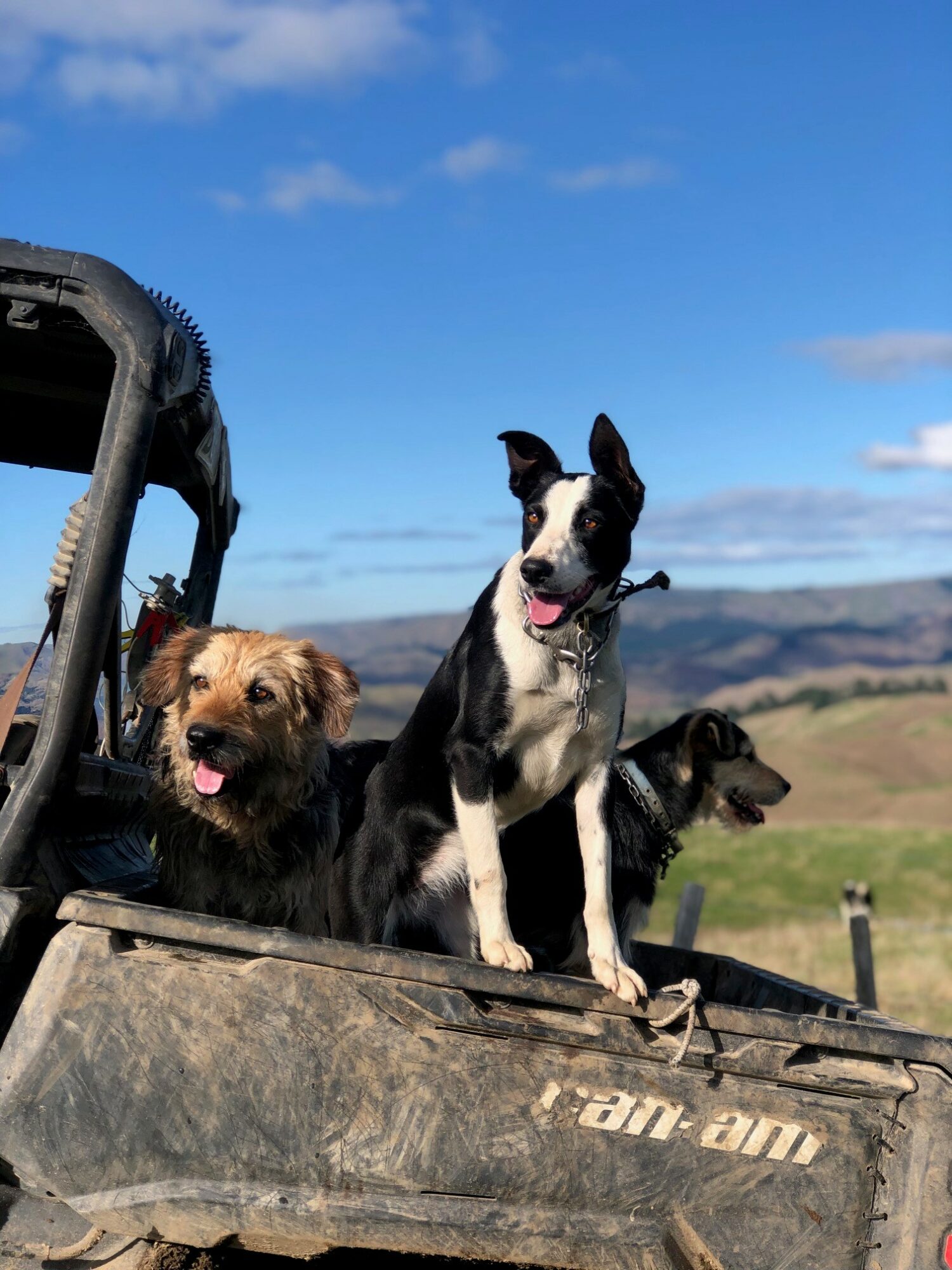 Caitlin - dogs