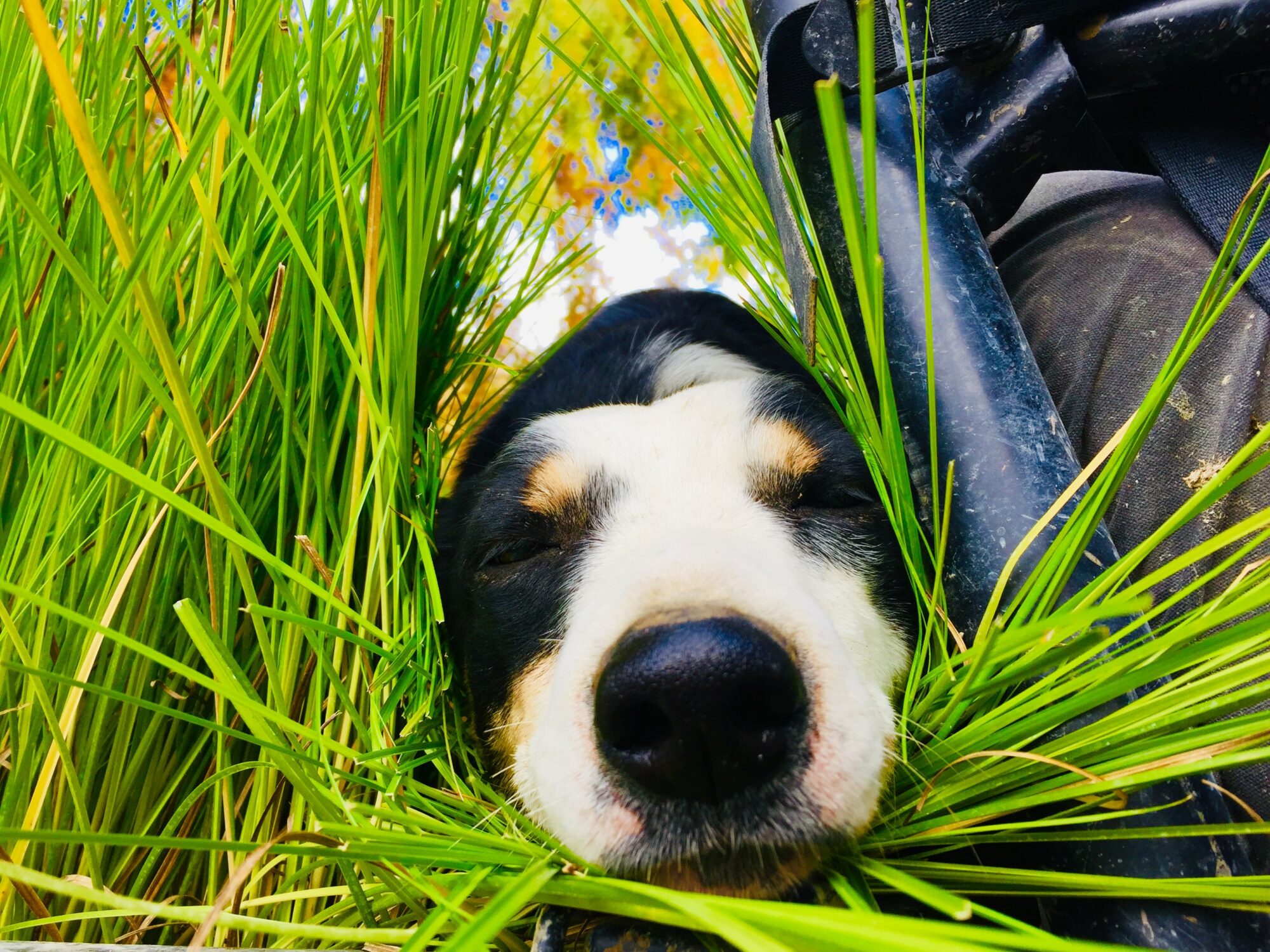 Camille - Dog nose