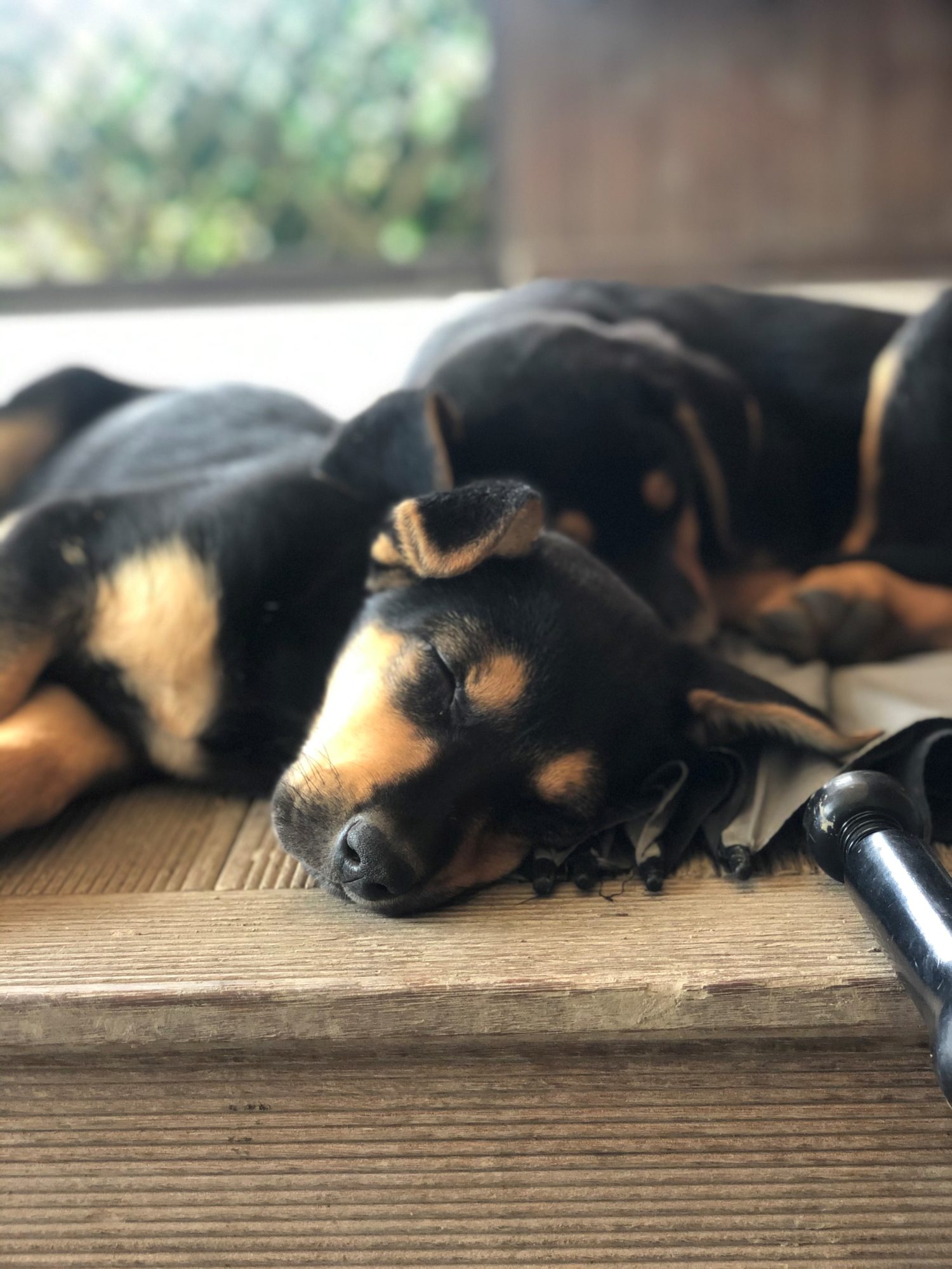 Pups 2