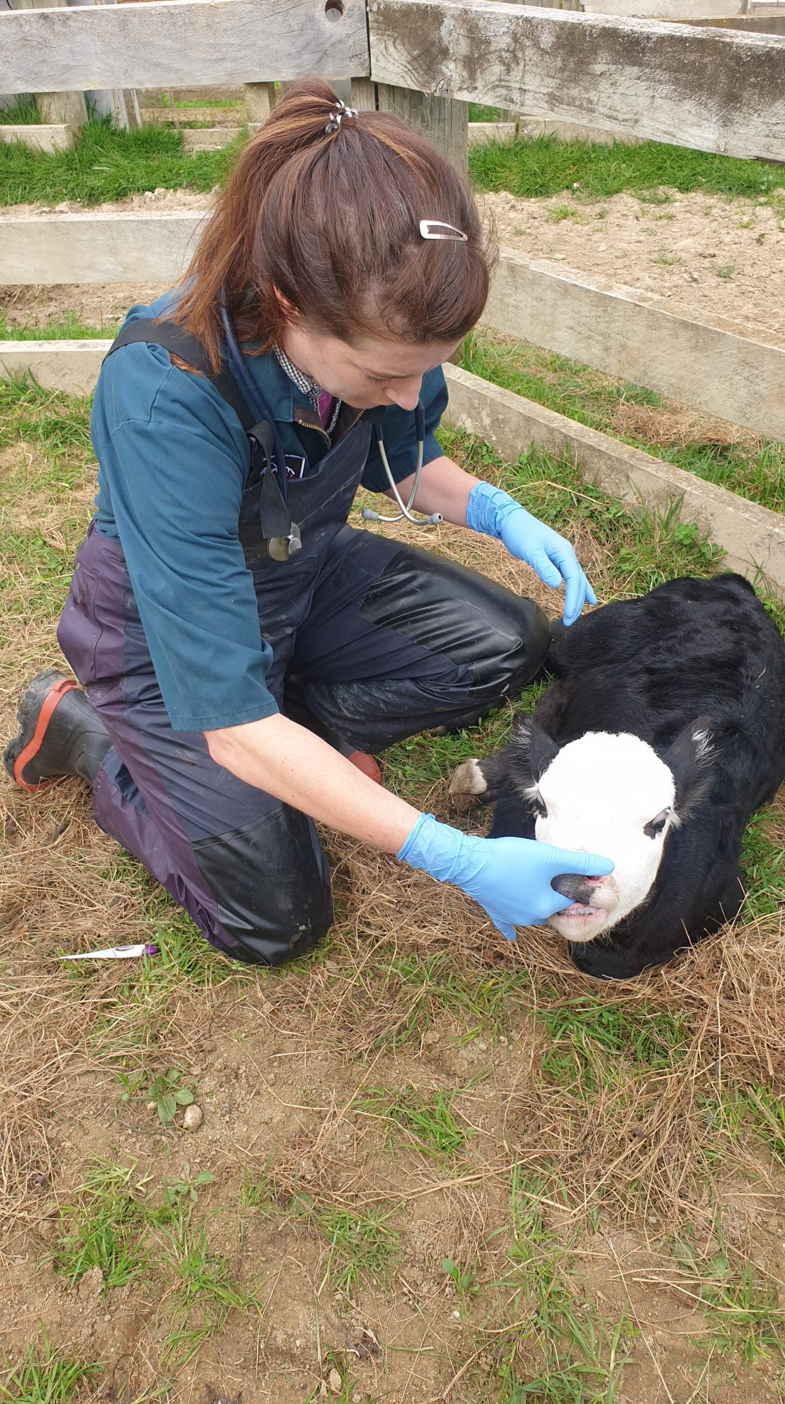 Sarah Calf