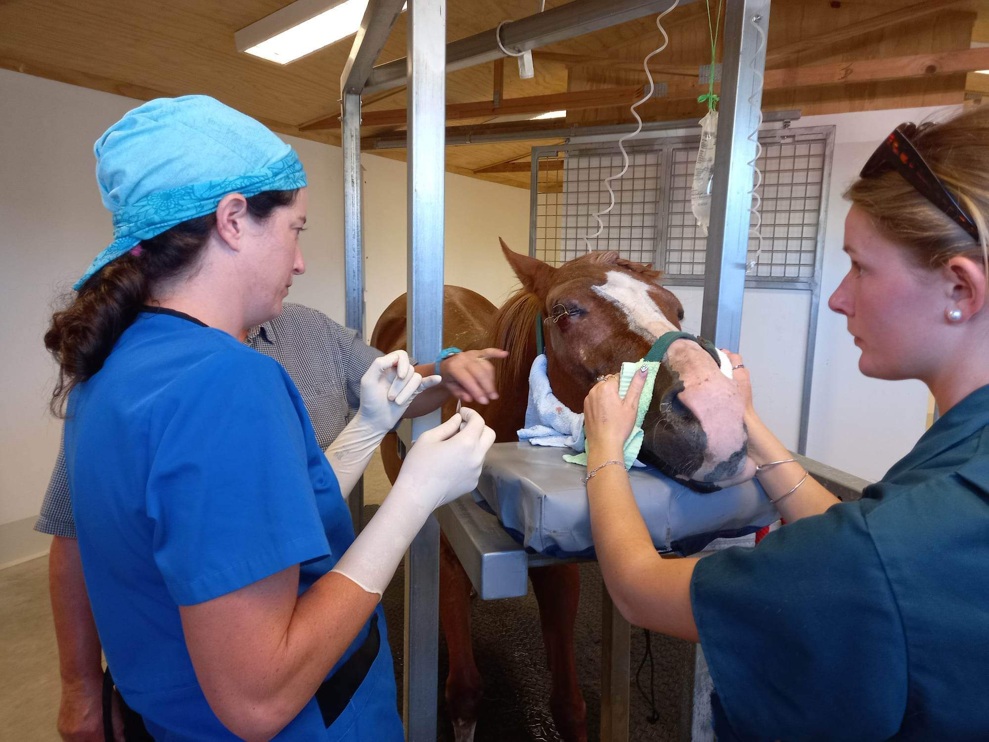 horse surgery